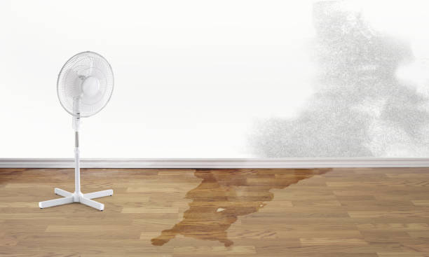 Best Mold removal after water damage  in Wakefield, VA