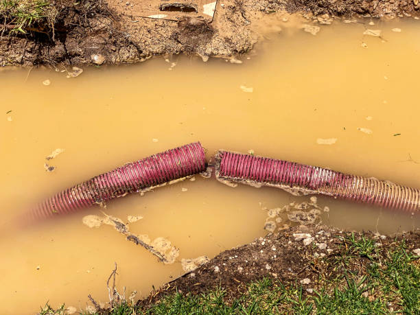 Best Mold removal after water damage  in Wakefield, VA